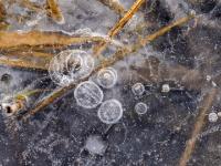 Runde Lufteinschluß Gruppe im Eis mit Schilfteilen